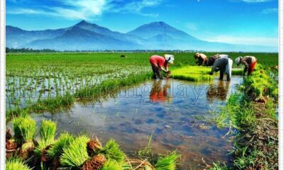 Islam Agraris: Tentang Teologi Para Petani