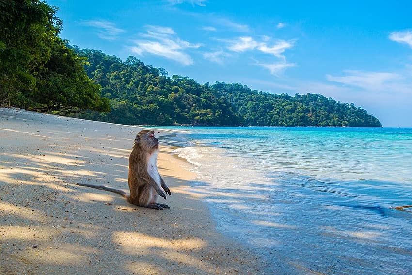 Ini Lokasi Kaum Nabi Musa yang Dikutuk Menjadi Kera